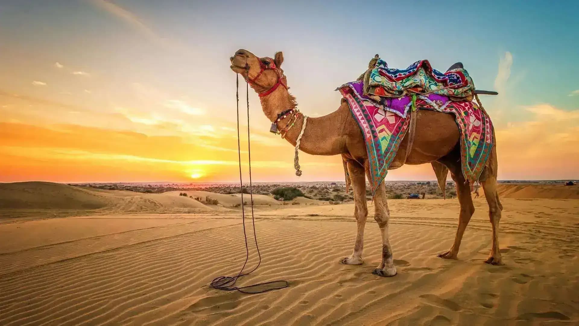 Desert camel safari